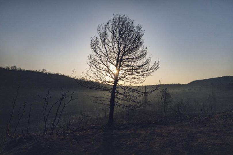 The sun rises behind a charred tree after a fire in Coustouge, southwest France, on August 7, 2025. Le soleil se leve derriere un arbre calcine apres un incendie a Coustouge, sud-ouest de la France, le 07 aout 2025. © Idriss Bigou Gilles / Grand foyer