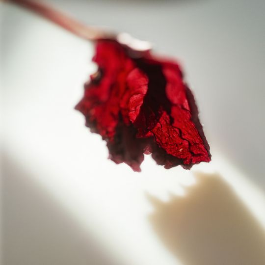 © Torrance York