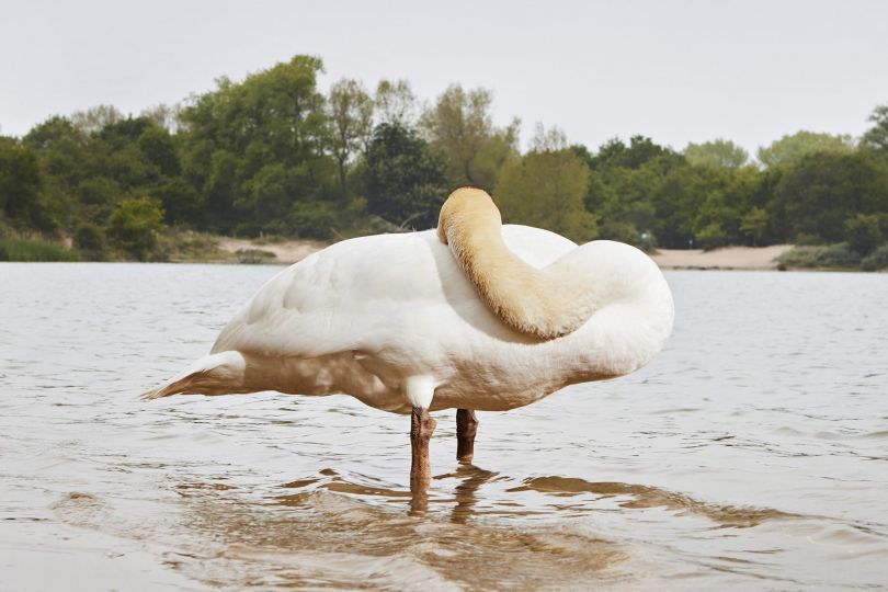 Jaap Scheeren, Flipping the Bird © Fotofestiwal Lodz, 2026 / Jaap Scheeren
