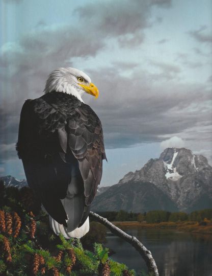 Cheryl Medow, Bald Eagle Stare, 2018, Courtesy of PDNB Gallery, Denton, TX