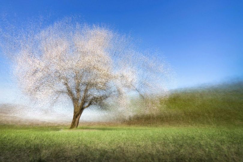 Arborescence N°37 © Olivier Muhlhoff