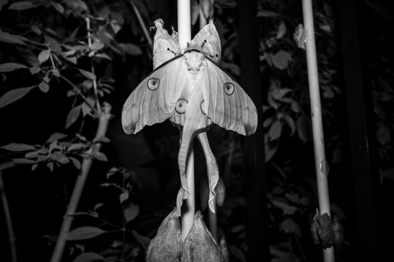 © Caroline Hayeur