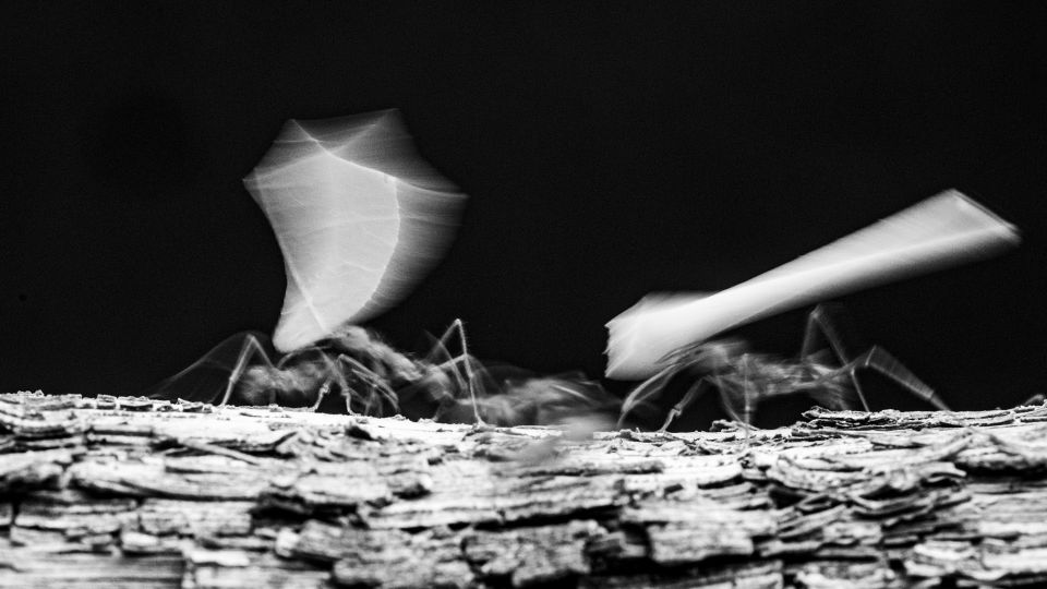 © Caroline Hayeur