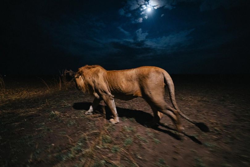 Lion Night 2 @ Tateyuki Adachi