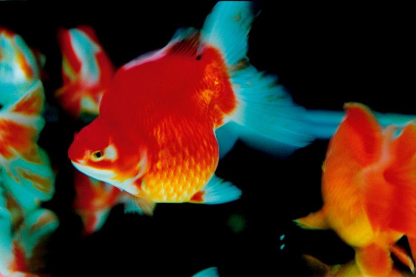 NINAGAWA Mika - Untitled, 2003; from the series Liquid Dreams. Courtesy Tomio Koyama Gallery, Tokyo, and Aperture