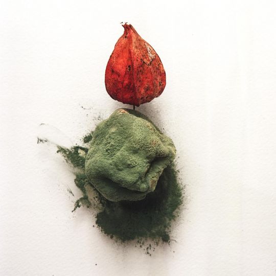 sans titre # 12 [récoltes composées] © 2026 Xavier d'Ornellas [courtesy Galerie vOx]