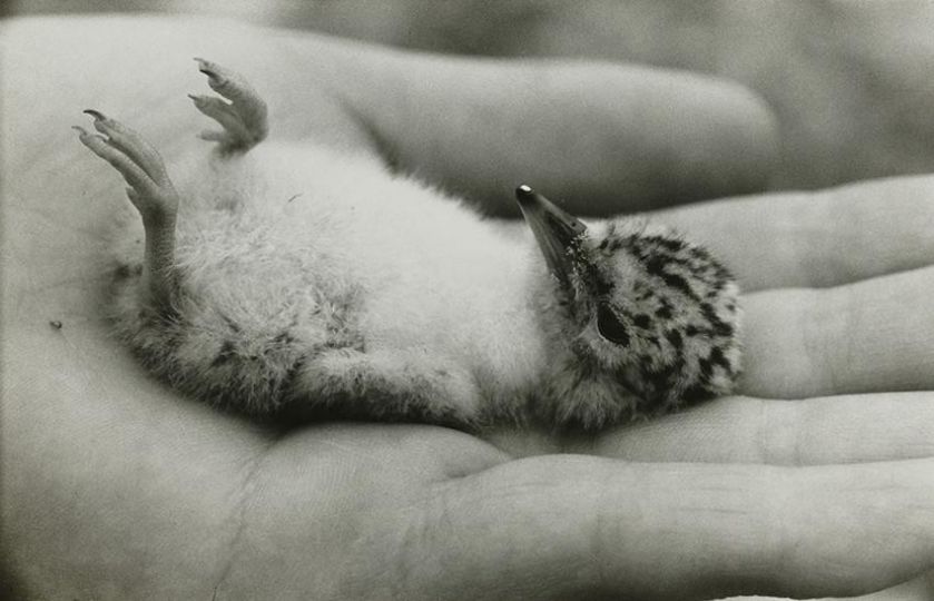 Tamura Sakae, A Three-Day-Old Chick on Hand from the series Birds of River Tama, 1954-60