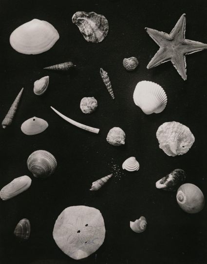 Onchi Koshiro, from the series Hakubutsu shi(Records of Nature), 1938-42, Gelatin silver print