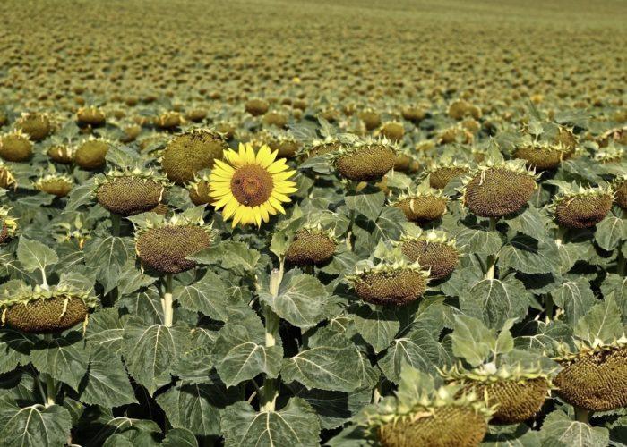 Summer is here ! Jacques Revon