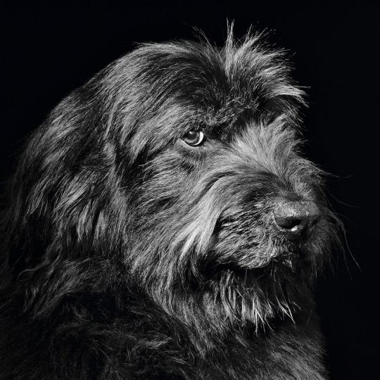 Jean-Baptiste Huynh, Buckley, 1999 Avec l’aimable autorisation de l’artiste.
