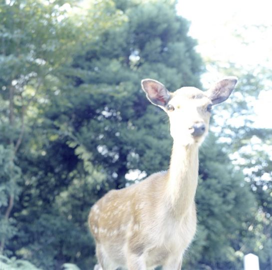 Rinko Kawauchi, Sans titre, 2004, de la série Aila Avec l’aimable autorisation de l’artiste.