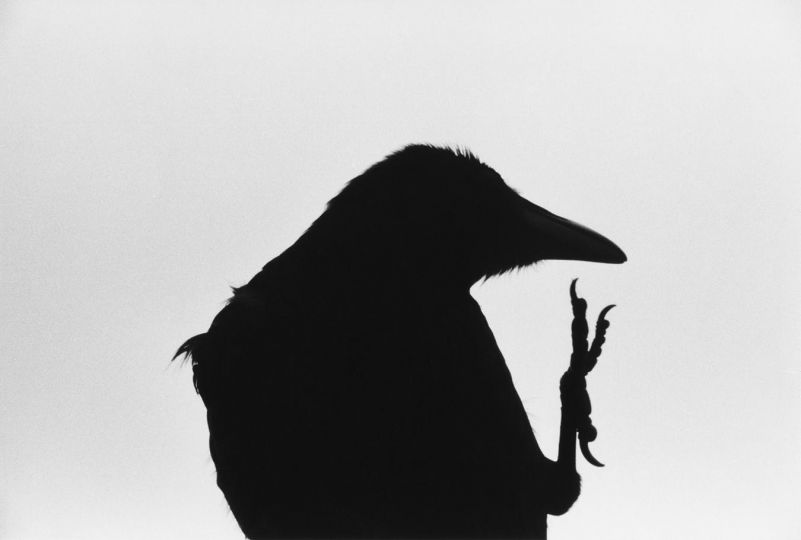 Masahisa Fukase, Cap Erimo, 1976, série Ravens [Corbeaux] Avec l’aimable autorisation de Masahisa Fukase Archives et de Michael Hoppen Gallery UK.