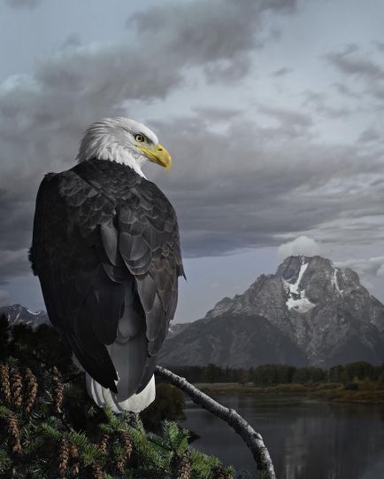 Cheryl Medow, Bald Eagle Stare, 2019, Courtesy of PDNB Gallery, Denton, TX