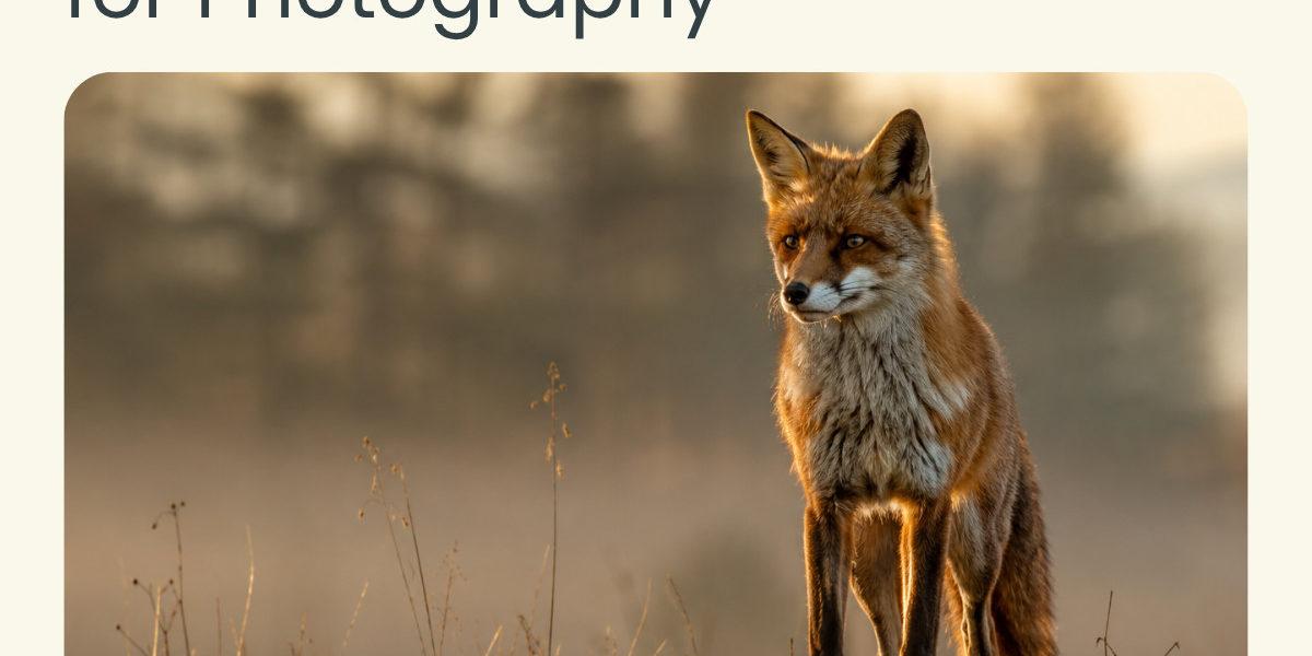 Call for Entry – Animals 2026 Grid Photo Gallery