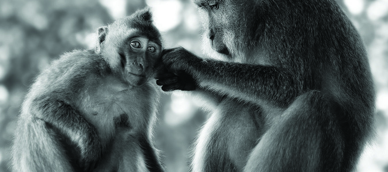 G Editions : Lennette Newell : Primates : A Kinship with All Creatures