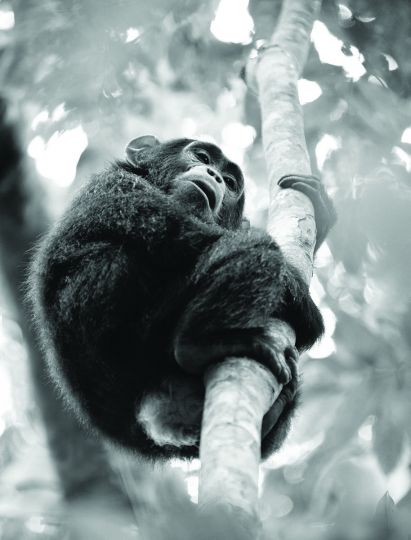 Chimpanzee photographed in Kibale National Forest in Uganda © Lennette Newell - From Primates : A Kinship with All Creatures by Lennette Newell, copyright © 2026. Published by G Editions