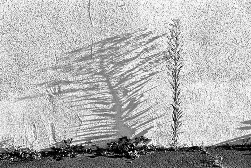 Développement dans un révélateur naturel conçu avec du romarin et de la fleur de lavande 20260705 © Jacques Revon