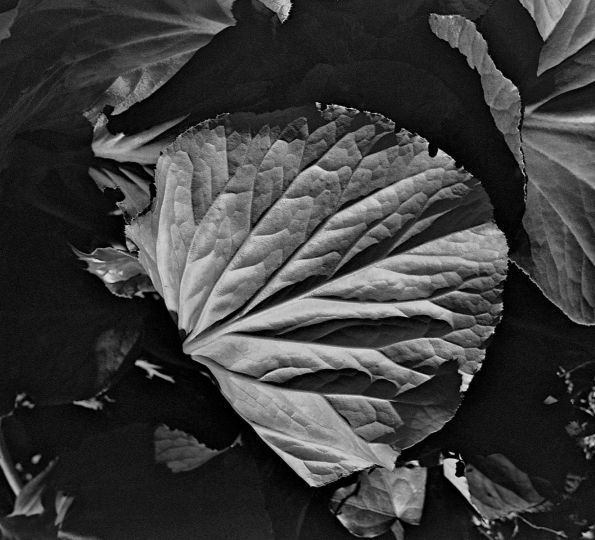 Film développé dans un révélateur écologique conçu avec des feuilles et des racines de pissenlit 20250412 © Jacques Revon