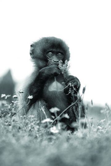 Gelada infant (Theropithecus gelada) are a species of monkey endemic to the Highlands of Ethiopia © Lennette Newell - From Primates : A Kinship with All Creatures by Lennette Newell, copyright © 2026. Published by G Editions