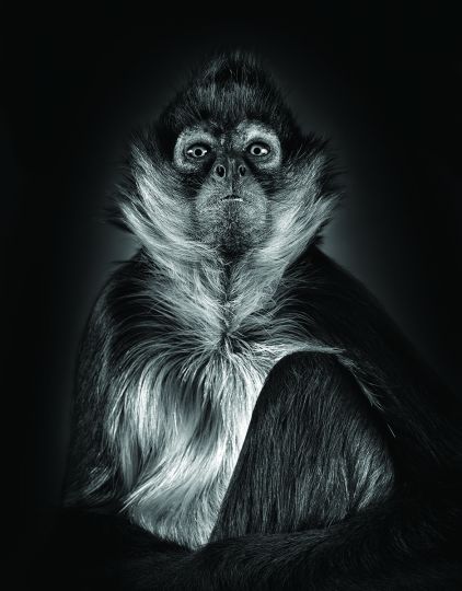 Spider Monkey Portrait © Lennette Newell - From Primates : A Kinship with All Creatures by Lennette Newell, copyright © 2026. Published by G Editions