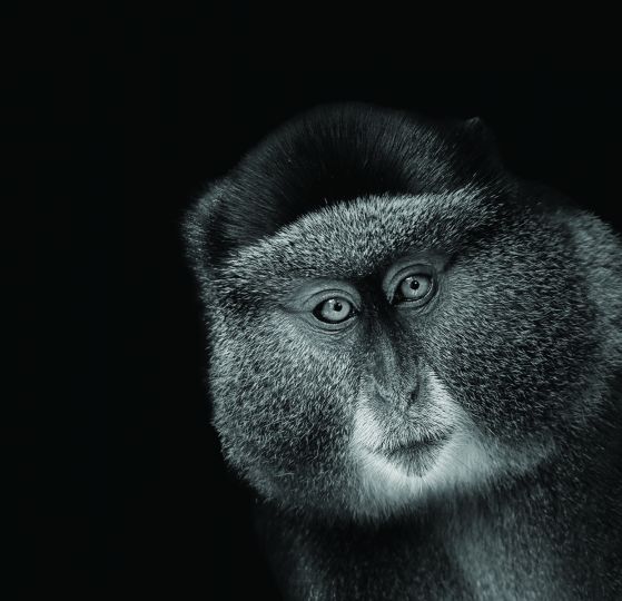 Golden Monkey placed on black background. © Lennette Newell - From Primates : A Kinship with All Creatures by Lennette Newell, copyright © 2026. Published by G Editions