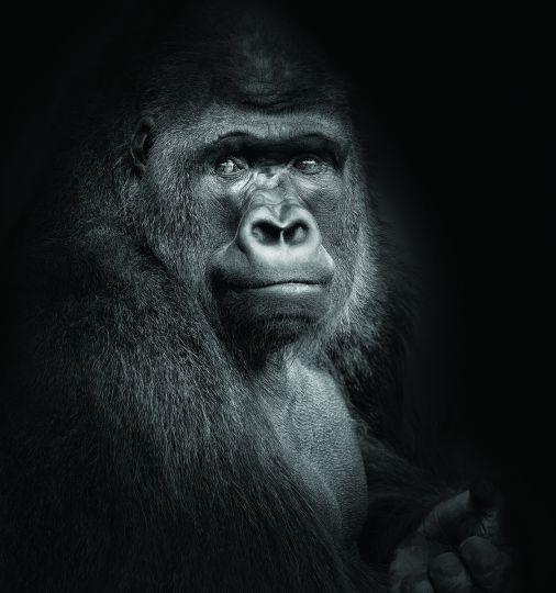 Western Lowland Gorilla, male (Gorilla gorilla gorilla). Audobon © Lennette Newell - From Primates : A Kinship with All Creatures by Lennette Newell, copyright © 2026. Published by G Editions