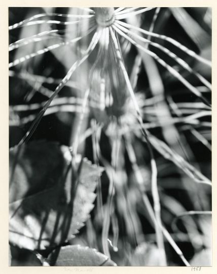 Rose MANDEL (American, b. Poland, 1910-2002) The Errand of the Eye, #43, 1952 - Courtesy Deborah Bell Photographs