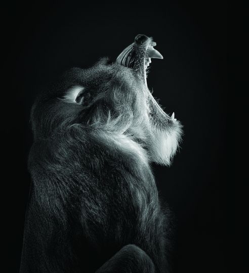 Mandrill with mouth open © Lennette Newell - From Primates : A Kinship with All Creatures by Lennette Newell, copyright © 2026. Published by G Editions