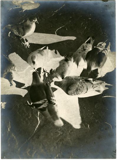 László MOHOLY-NAGY (American, b. Hungary, 1895-1946) Pigeons, ca. 1929-31 - Courtesy Deborah Bell Photographs