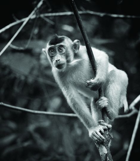 Pig-tailed macaque Southern pig-tailed macaque (Macaca nemestrina), also called beruk, inhabiting Northern Malaysia and southern Thailand to Borneo and western Indonesia. © Lennette Newell - From Primates : A Kinship with All Creatures by Lennette Newell, copyright © 2026. Published by G Editions