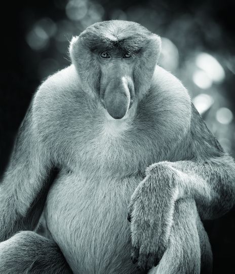 Proboscis Monkey photographed in Borneo - Nasalis larvatus © Lennette Newell - From Primates : A Kinship with All Creatures by Lennette Newell, copyright © 2026. Published by G Editions
