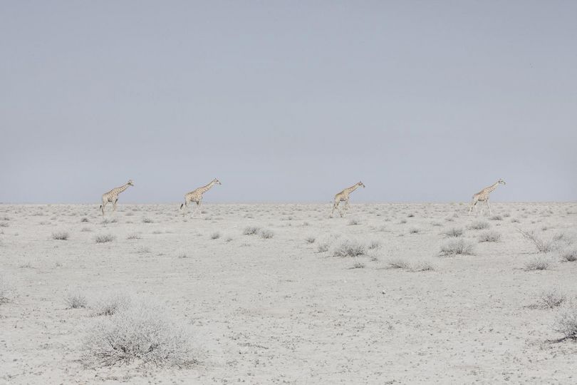 Maroesjka Lavigne - Four Giraffes, Namibia, 2015 © Maroesjka Lavigne - Courtesy Robert Mann Gallery