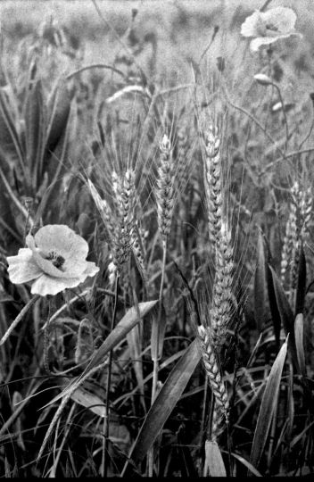 Coquelicots à Daix développement naturel écologique dans de la chicorée 20250326 © Jacques Revon