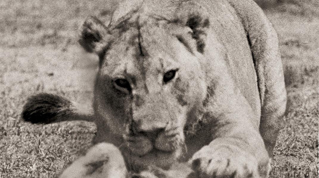 Taschen : Peter Beard : The End of the Game