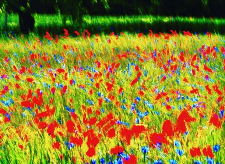 Coquelicots à Daix 20190711 1 © Jacques Revon