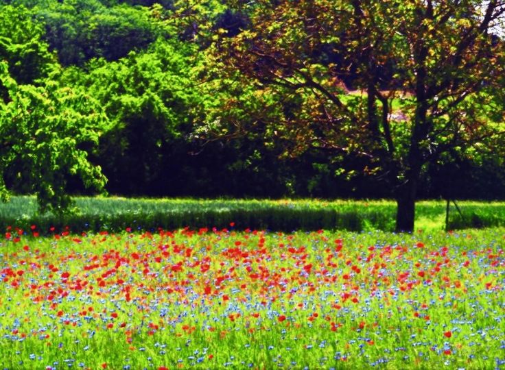 Coquelicots à Daix 20190711 2 © Jacques Revon