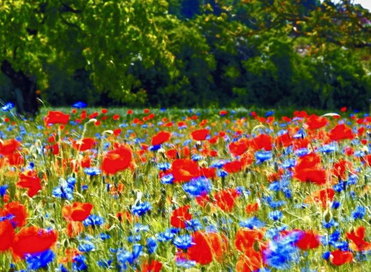 Coquelicots à Daix 20190711 3 © Jacques Revon