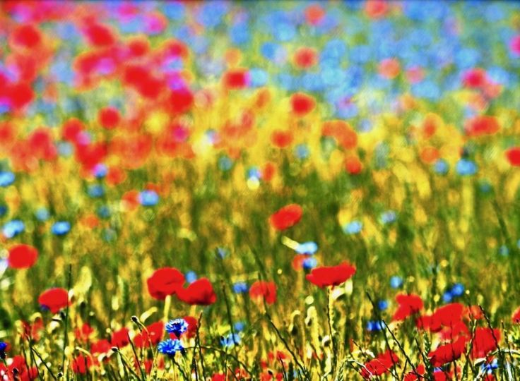 Coquelicots à Daix 20190711 5 © Jacques Revon
