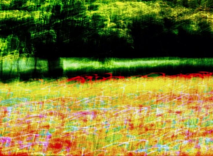 Coquelicots à Daix 20190711 6 © Jacques Revon