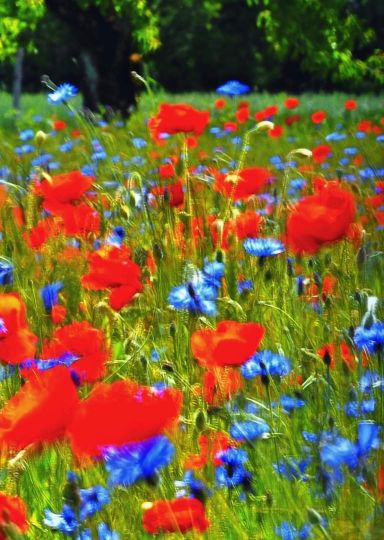 Coquelicots à Daix 20190711 7 © Jacques Revon