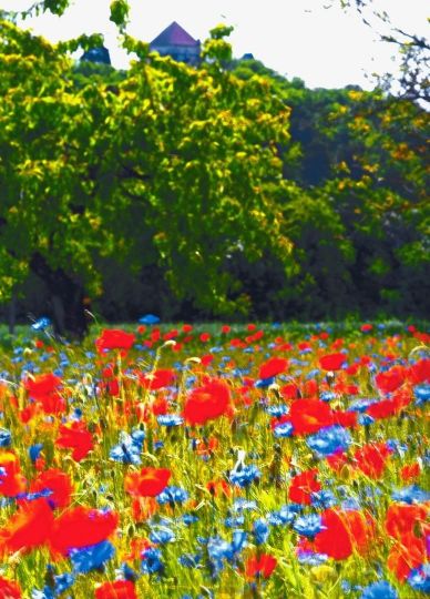 Coquelicots à Daix 20190711 8 © Jacques Revon