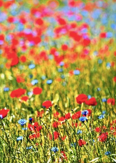 Coquelicots à Daix 20190711 9 © Jacques Revon