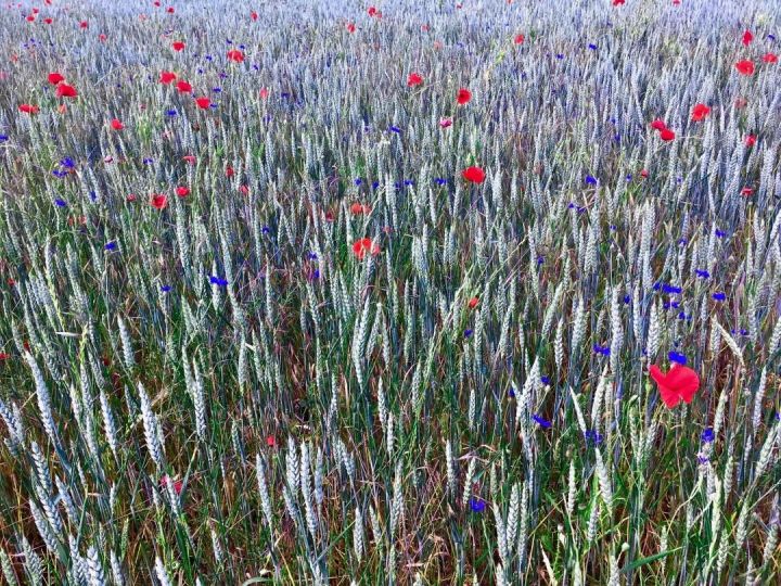 Coquelicots à Daix 20190608 10 © Jacques Revon