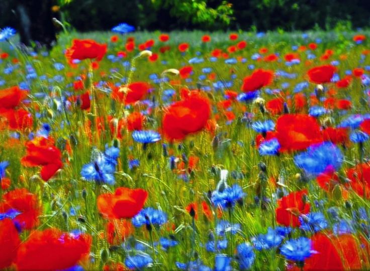 Coquelicots à Daix 20190711 © Jacques Revon
