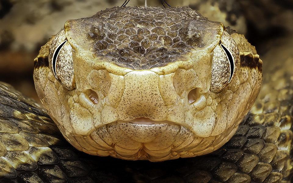 Éditions Biotope : Wildlife Photographer of the Year 2026