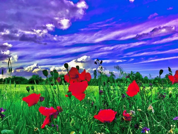 Palette de coquelicots à Daix 20200611 © Jacques Revon