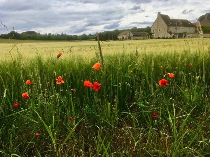 Coquelicots à Daix 20180617 1 © Jacques Revon