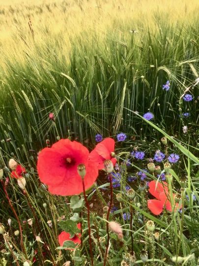 Coquelicots à Daix 20180617 2 © Jacques Revon
