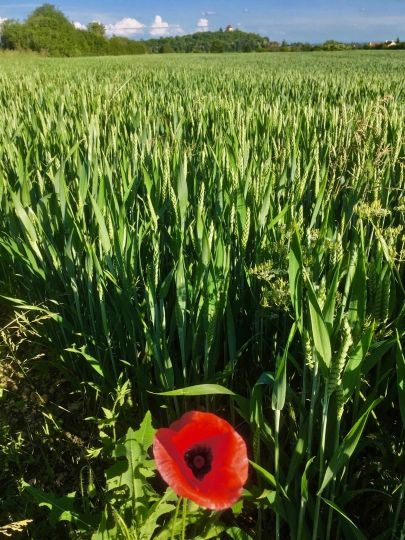 Coquelicots à Daix 20180520 © Jacques Revon