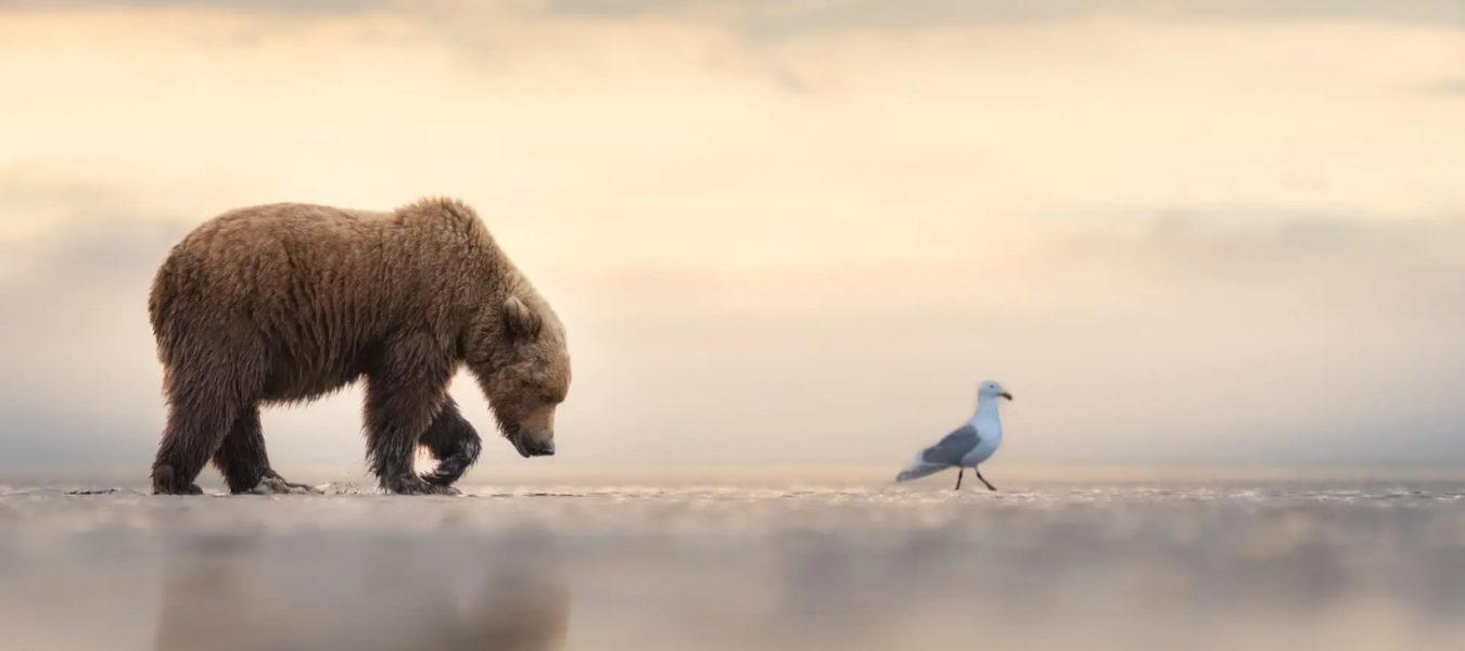 Appel à Candidatures – The Nature Photography contest 2026